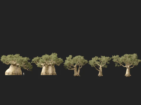 HighpolyLow Poly Adansonia digitata - Baobab 05 Modello 3D