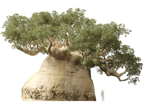 HighpolyLow Poly Adansonia digitata - Baobab 05 Modello 3D