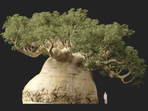 HighpolyLow Poly Adansonia digitata - Baobab 05 Modello 3D