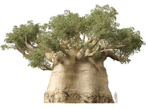 HighpolyLow Poly Adansonia digitata - Baobá 05 Modelo 3D