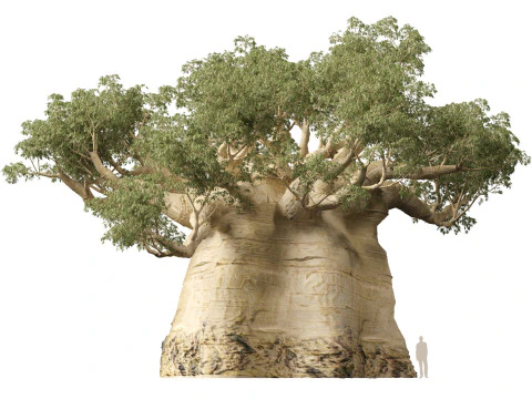 HighpolyLow Poly Adansonia digitata - Baobab 05 Modello 3D