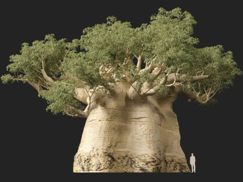 HighpolyLow Poly Adansonia digitata - Baobab 05 Modello 3D