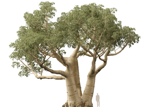 HighpolyLow Poly Adansonia digitata - Baobá 05 Modelo 3D