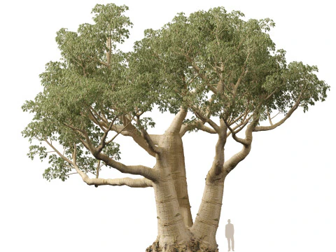 HighpolyLow Poly Adansonia digitata - Baobab 05 Modello 3D