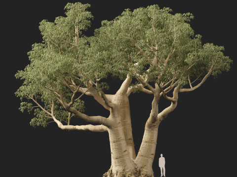 HighpolyLow Poly Adansonia digitata - Baobá 05 Modelo 3D