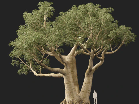 HighpolyLow Poly Adansonia digitata - Baobab 05 Modello 3D