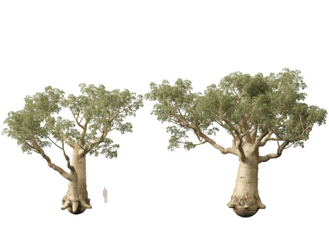 HighpolyLow Poly Adansonia digitata - Baobab 05 Modello 3D