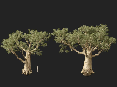 HighpolyLow Poly Adansonia digitata - Baobab 05 Modello 3D