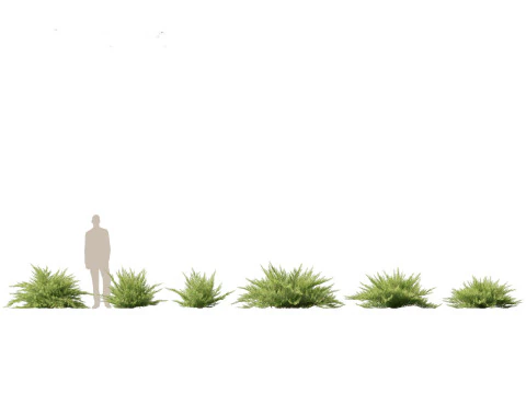 Alpine Mountain Conifers Pack 14 3D Model