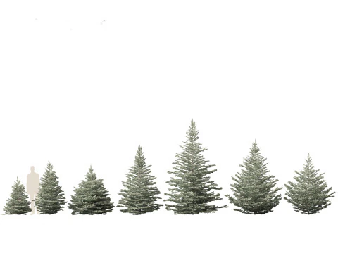 Alpine Mountain Conifers Pack 14 3D Model