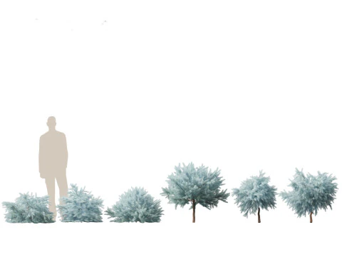 Alpine Mountain Conifers Pack 14 3D Model