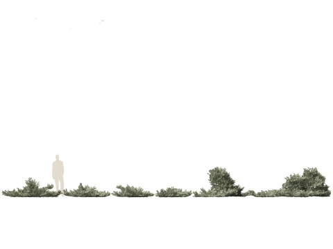 Alpine Mountain Conifers Pack 14 3D Model