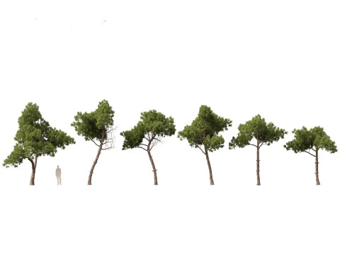 Alpine Mountain Conifers Pack 14 3D Model