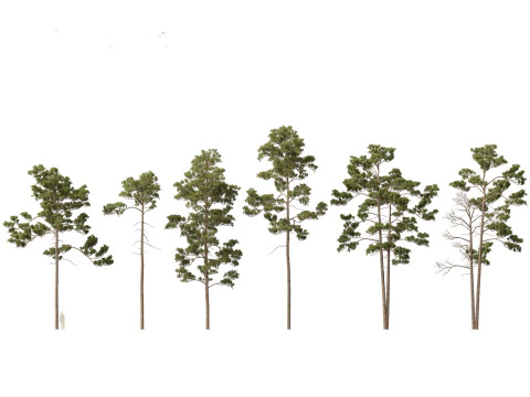Alpine Mountain Conifers Pack 14 3D Model