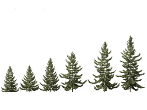 Alpine Mountain Conifers Pack 14 3D Model