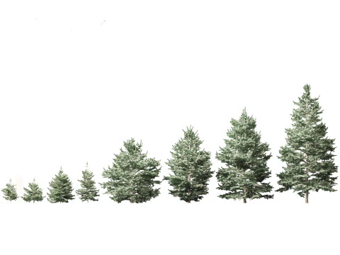 Alpine Mountain Conifers Pack 14 3D Model