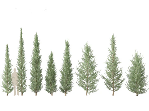 Alpine Mountain Conifers Pack 14 3D Model