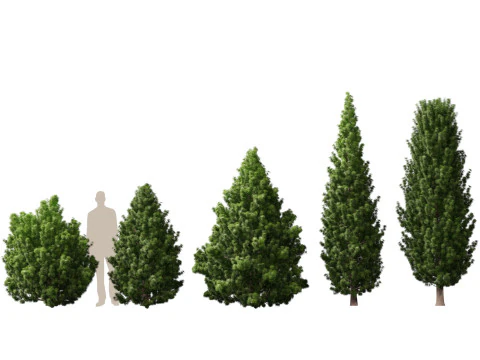 Alpine Mountain Conifers Pack 14 3D Model