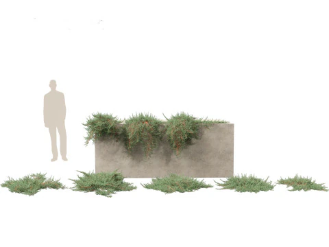 Alpine Mountain Conifers Pack 14 3D Model