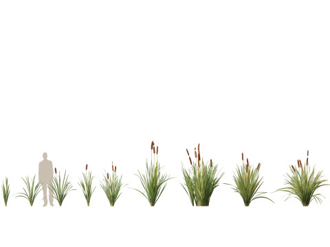 Pacote de plantas para lagoas aquáticas 09 Modelo 3D