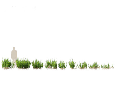 Pacote de plantas para lagoas aquáticas 09 Modelo 3D