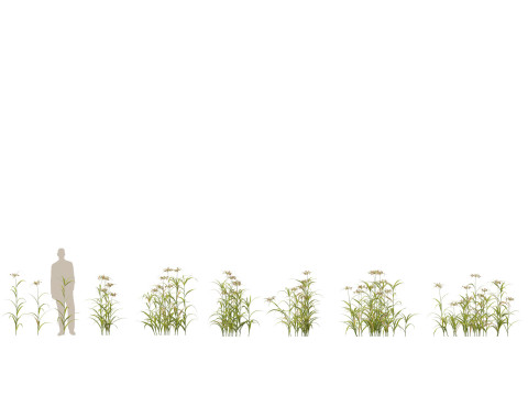 Pacote de plantas para lagoas aquáticas 09 Modelo 3D