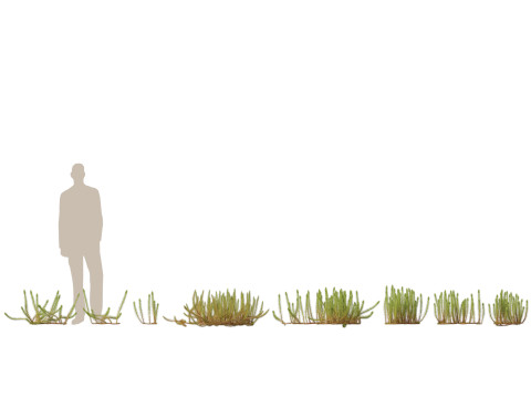 Aquatische Feuchtgebietspflanzen-Paket 45 3D Modell