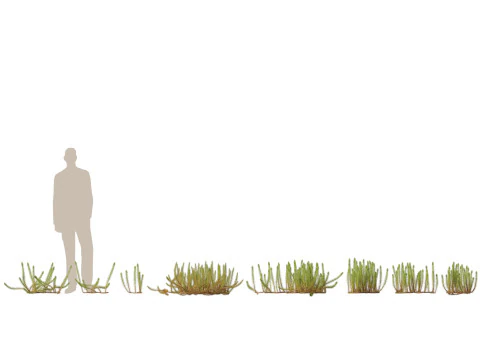 Pacchetto Piante Acquatiche Delle Zone Umide 45 Modello 3D