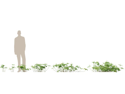 Pacchetto Piante Acquatiche Delle Zone Umide 45 Modello 3D