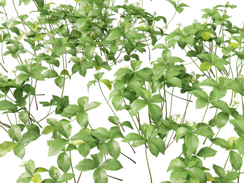 Aquatische Feuchtgebietspflanzen-Paket 45 3D Modell