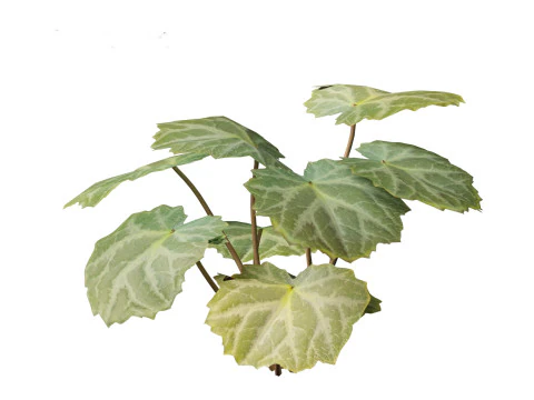 Pacchetto Piante Acquatiche Delle Zone Umide 45 Modello 3D