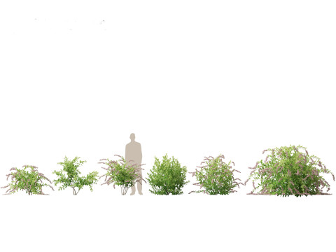 Aquatische Feuchtgebietspflanzen-Paket 45 3D Modell