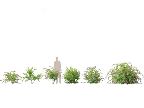 Pacchetto Piante Acquatiche Delle Zone Umide 45 Modello 3D