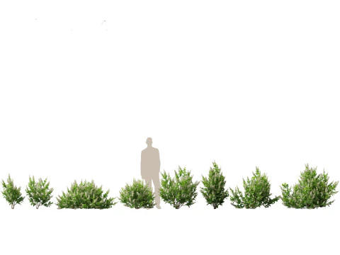 Pacchetto Piante Acquatiche Delle Zone Umide 45 Modello 3D