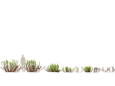 Aquatische Feuchtgebietspflanzen-Paket 45 3D Modell