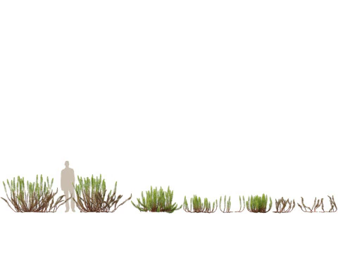 Pacchetto Piante Acquatiche Delle Zone Umide 45 Modello 3D