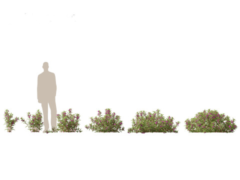 Aquatische Feuchtgebietspflanzen-Paket 45 3D Modell