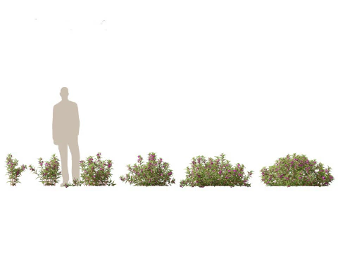 Pacchetto Piante Acquatiche Delle Zone Umide 45 Modello 3D