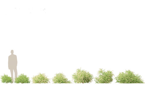 Aquatische Feuchtgebietspflanzen-Paket 45 3D Modell