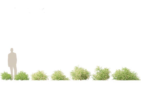 Pacchetto Piante Acquatiche Delle Zone Umide 45 Modello 3D