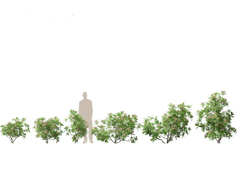 Pacchetto Piante Acquatiche Delle Zone Umide 45 Modello 3D