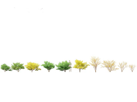 Pacchetto Piante Acquatiche Delle Zone Umide 45 Modello 3D