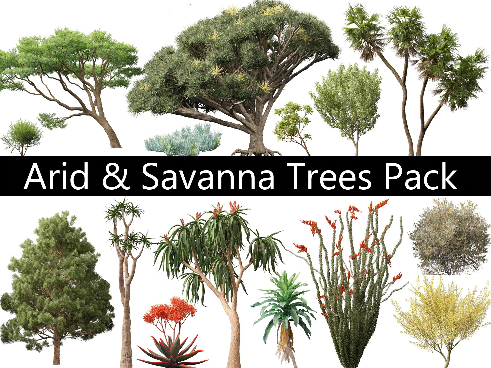 Arid Savanna Trees Pack 24 3D Model .c4d .max .obj .3ds .fbx .stl .blend 