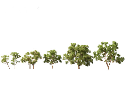 Pacote de árvores de savana árida 24 Modelo 3D