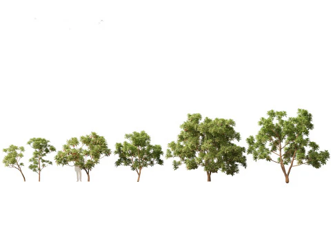 Arid Savanna Trees Pack 24 3D Model