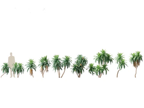 Arid Savanna Trees Pack 24 3D Model