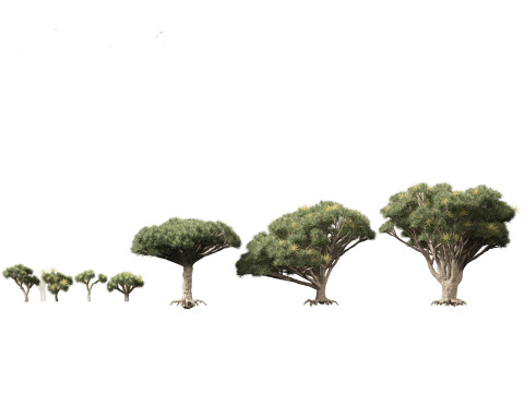 Pacote de árvores de savana árida 24 Modelo 3D