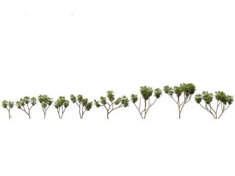 Pacote de árvores de savana árida 24 Modelo 3D