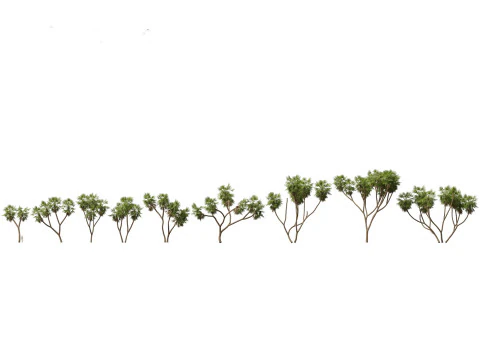 Arid Savanna Trees Pack 24 3D Model