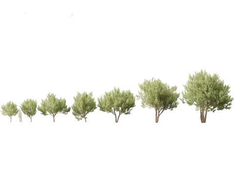 Pacote de árvores de savana árida 24 Modelo 3D